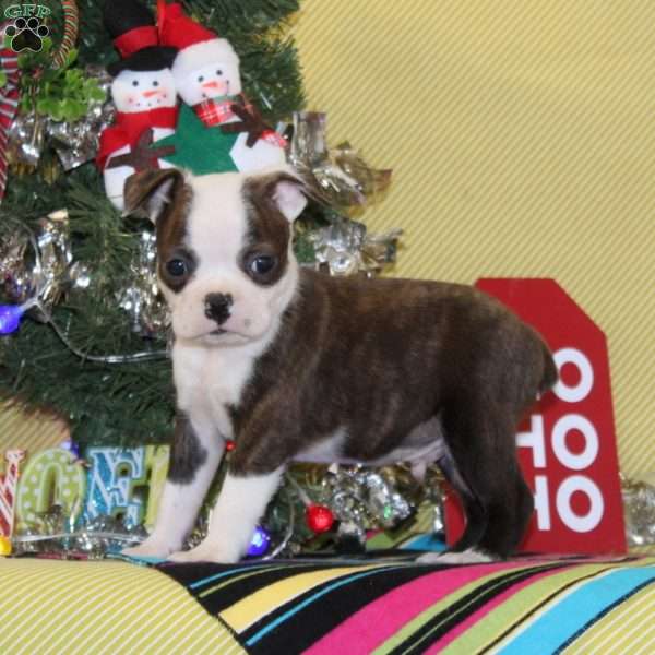 Myrrh, Boston Terrier Puppy